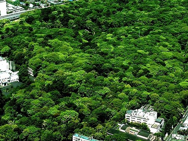 附属自然教育園 附属自然教育園