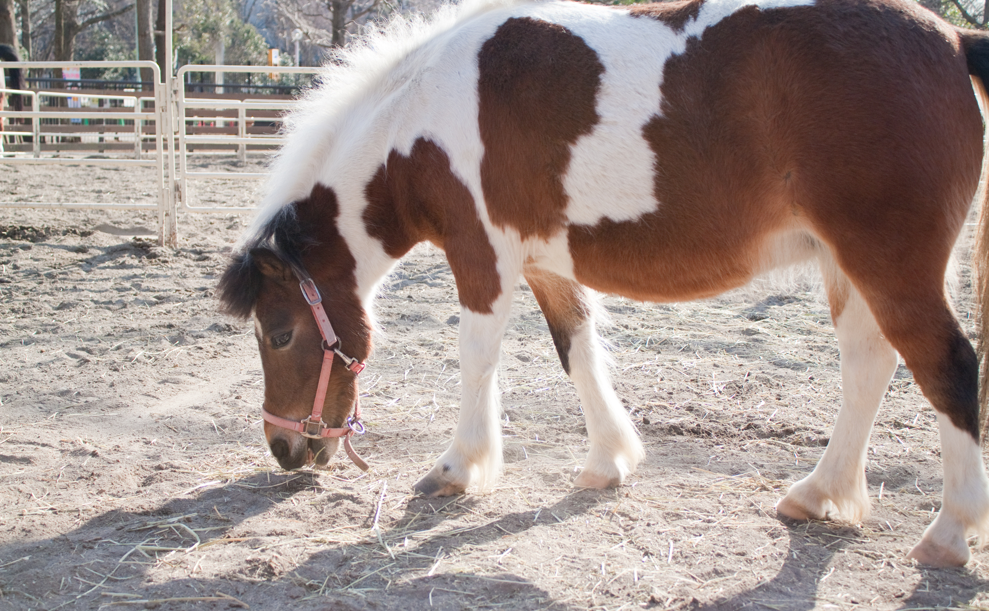 代々木ポニー公園
