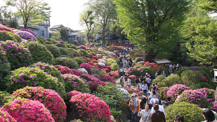 Azalea Garden at Nezu Shrine