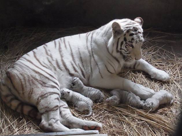 東武動物公園 東武動物公園