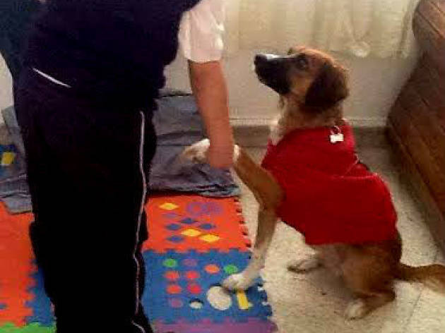 Doggy Terapia Doggy Terapia