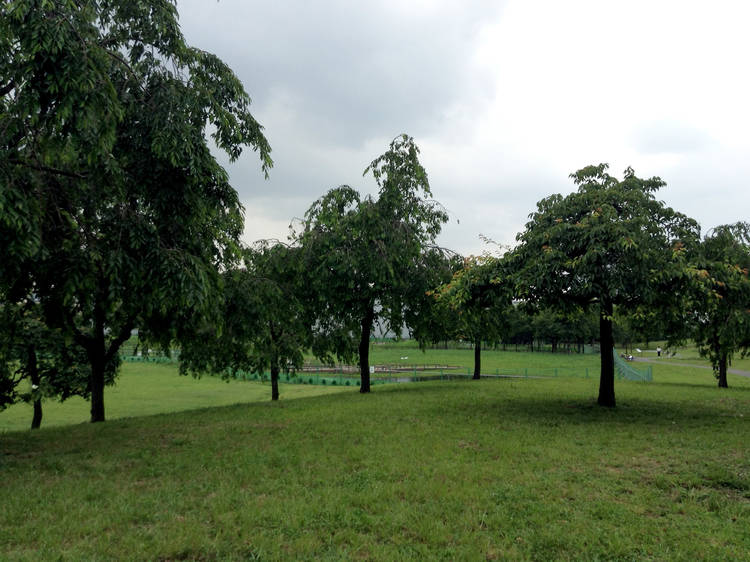 Take a nap in Ogunohara Park