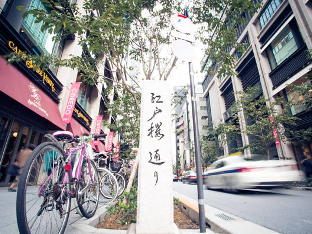 江戸桜通り 江戸桜通り