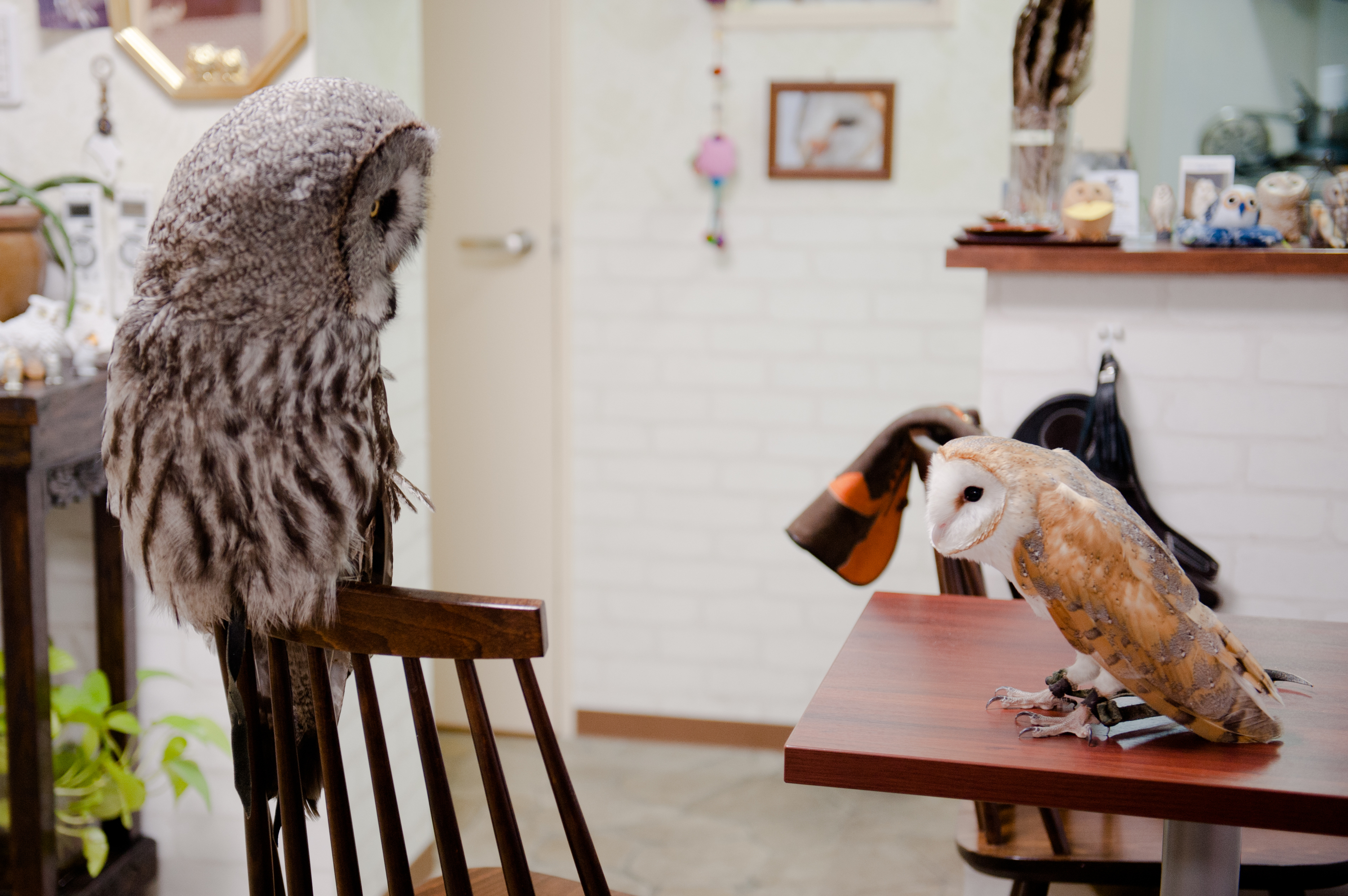 The top 10 animal  cafes  in Tokyo Time Out Tokyo