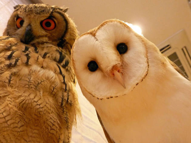 ふくろうの里 ふくろうの里