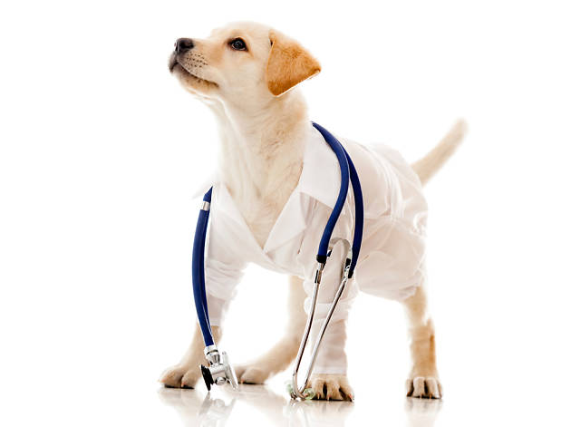 Terapia Asistida con Animales Terapia Asistida con Animales