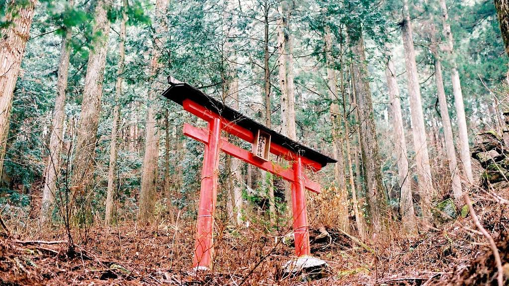 Go on a torii gate tour