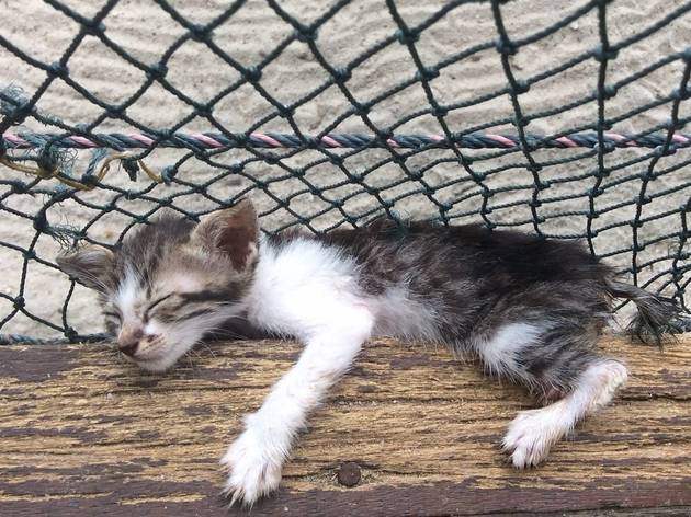 Image result for cats on a beach