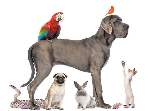 Bichos y mascotas Bichos y mascotas