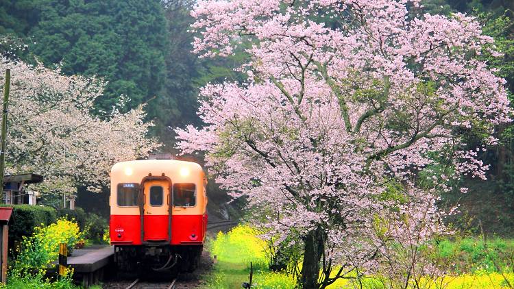 Kominato Railway: even the train looks friendly