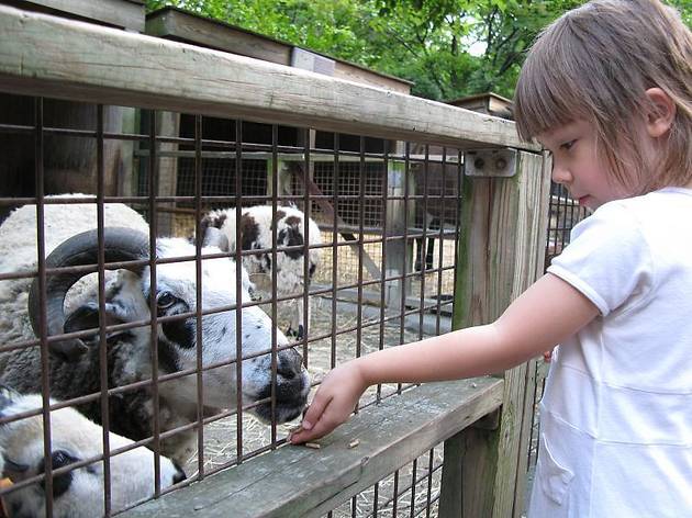 Best Petting Zoos and Animal Farms Near New York City