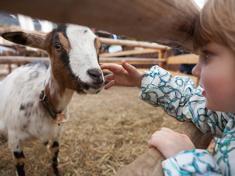 Petting zoos near NYC