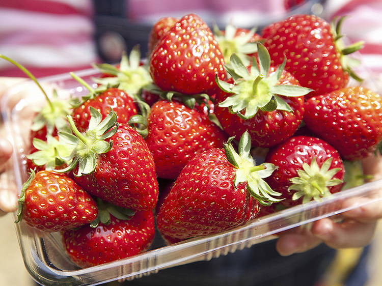 Strawberry picking in NY