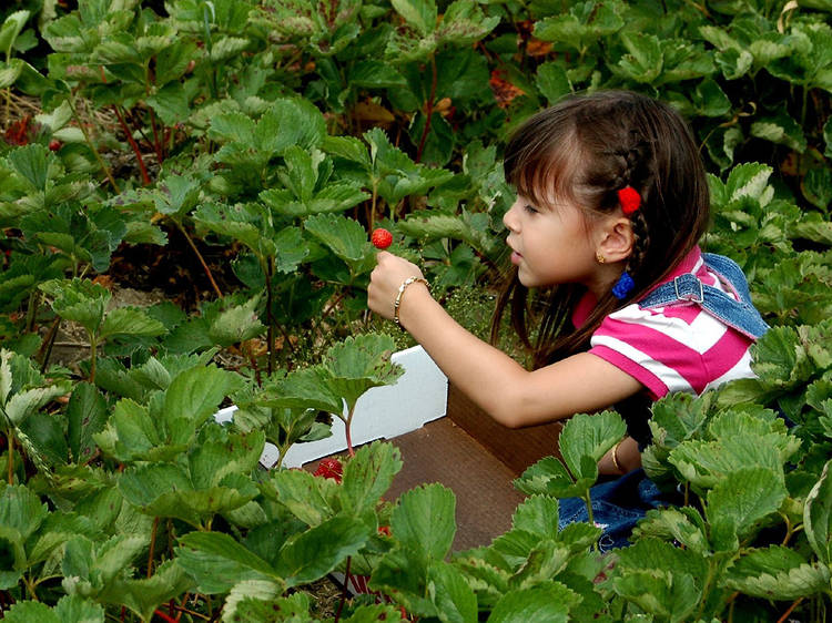 6 Best Farms for Strawberry Picking Near NYC