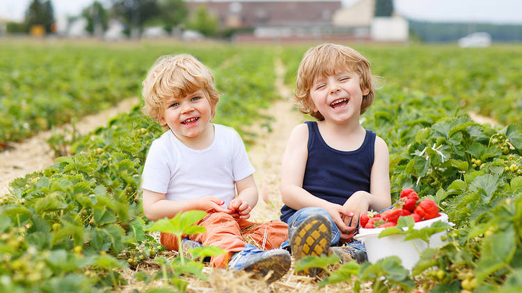 Terhune Orchards