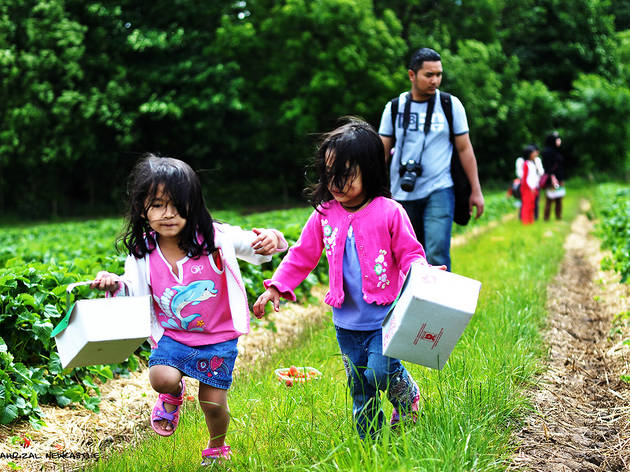 Sussex County Strawberry Farm Sussex County Strawberry Farm