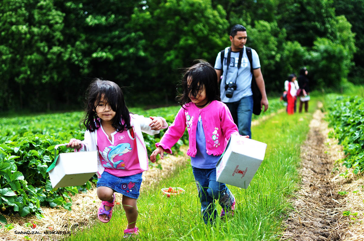 Best Strawberry Picking in NJ for Kids and Families