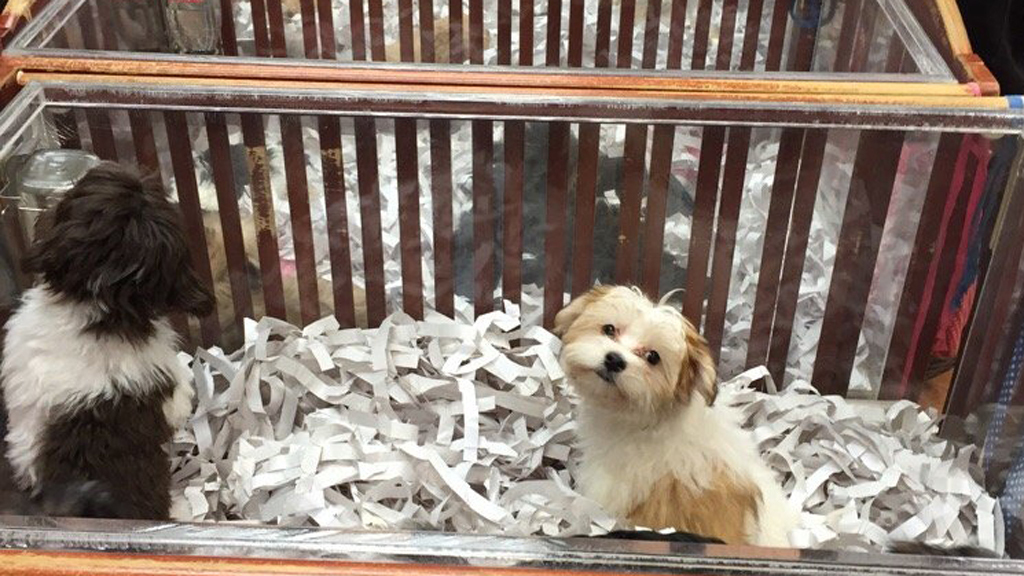 puppy stores in manhattan