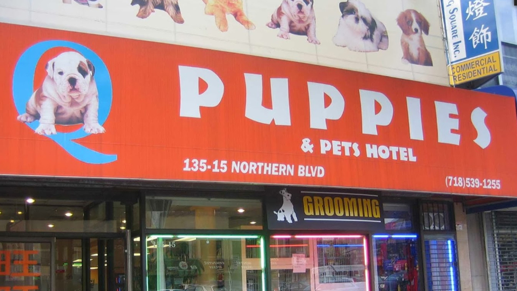 puppy stores in manhattan