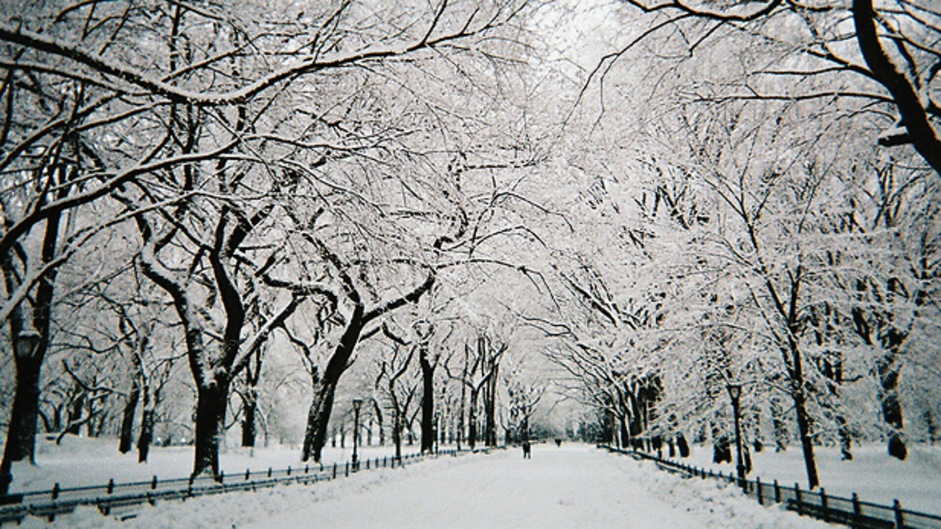 26 stunning photos of New York in the snow