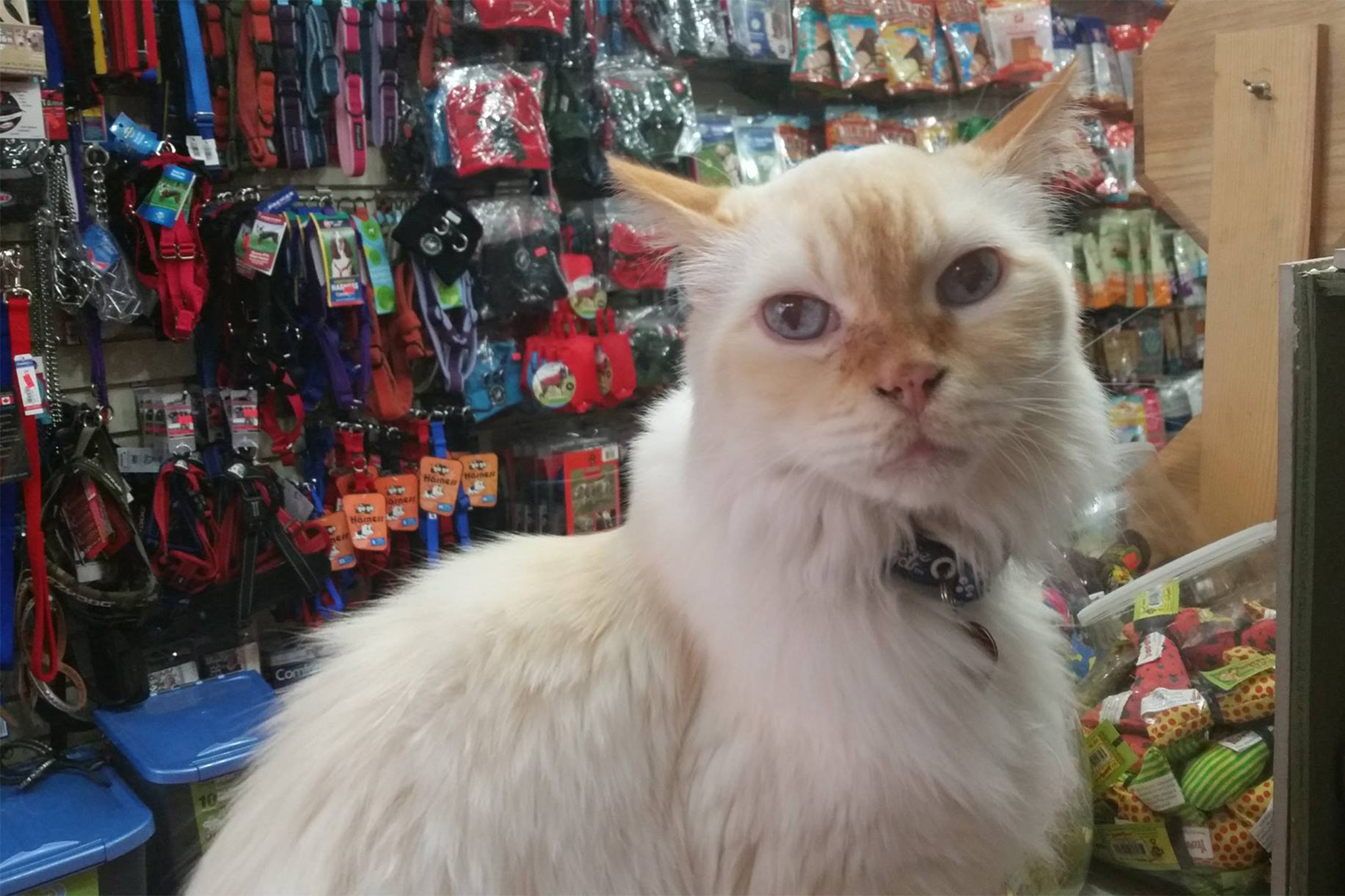 The best pet supply stores in NYC