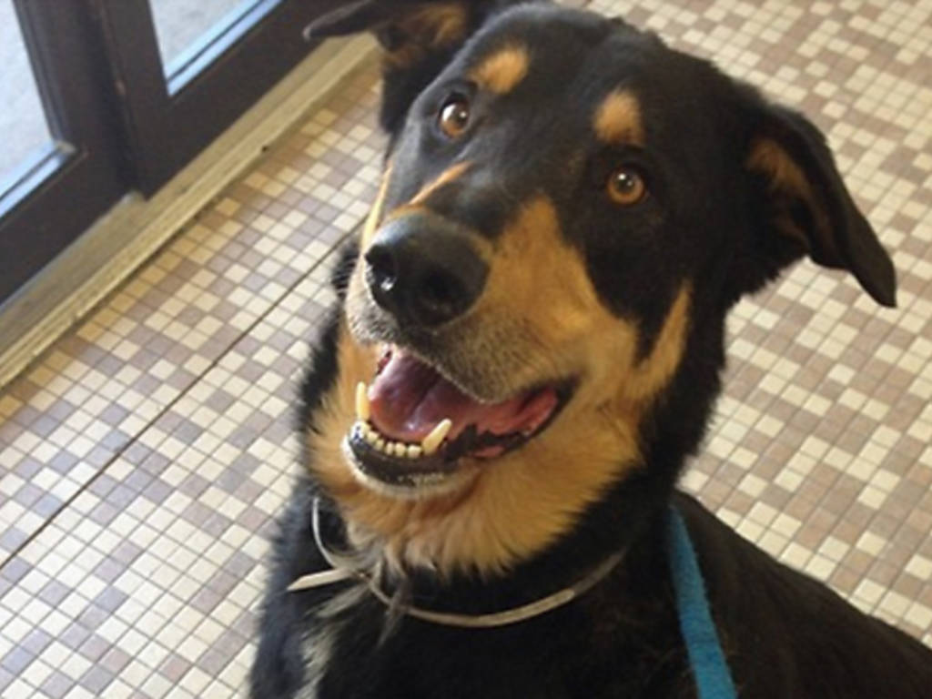 11 Organizations Offering Pet and Dog Adoption in NYC