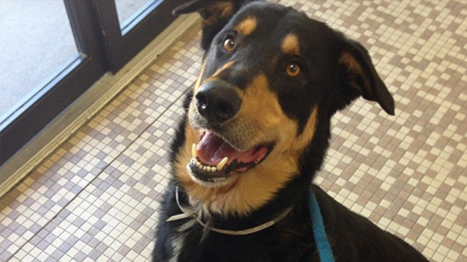 Dog Adoption Places On Long Island Dog Adoption Places On Long Island