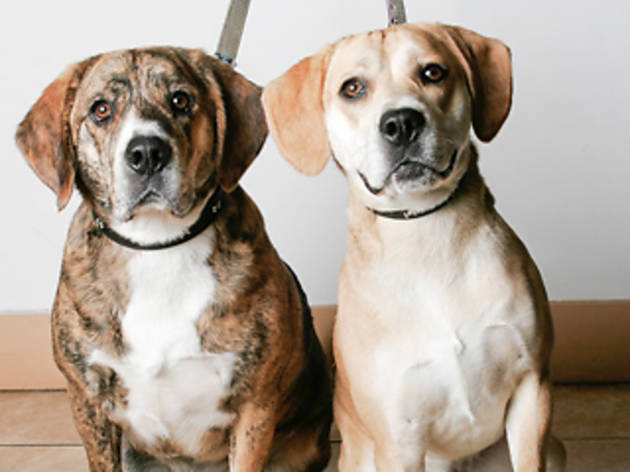 11 Best Spots For Pet Adoption Nyc Families Need To Explore