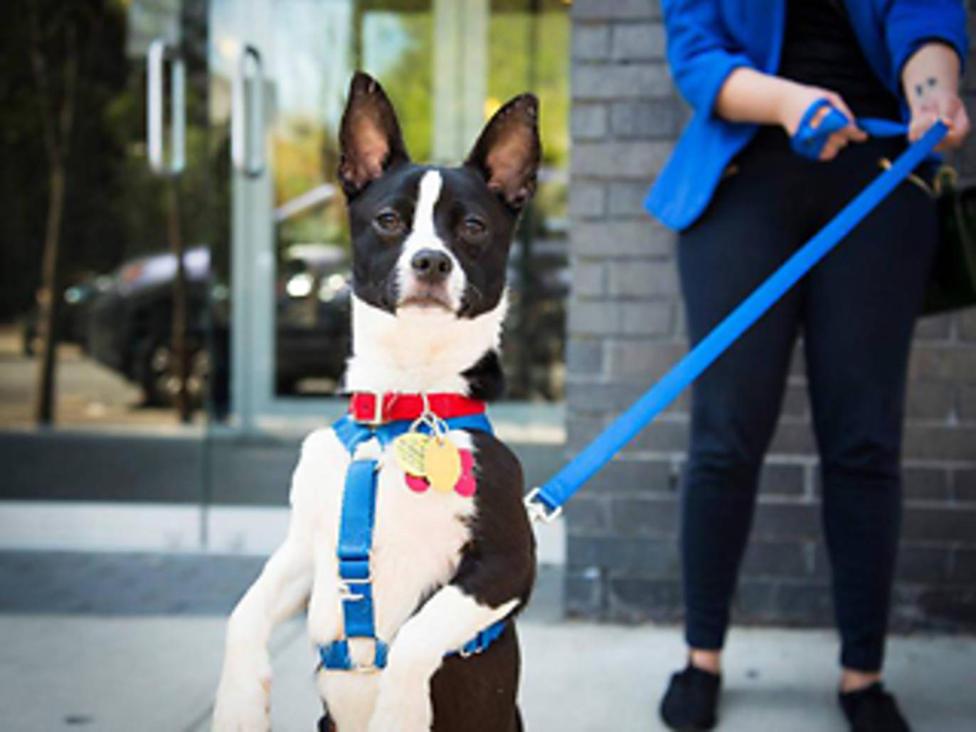 11 Organizations Offering Pet and Dog Adoption in NYC