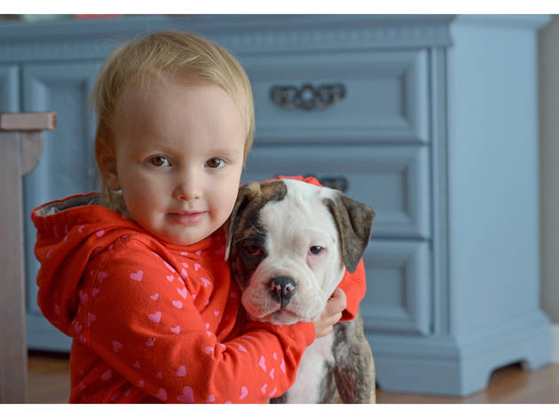 10 Best Spots for Pet Adoption NYC Families Need To Explore