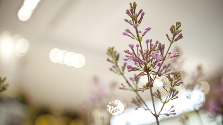 596 Macys Flower Show Stock Photos, High-Res Pictures, and Images - Getty  Images