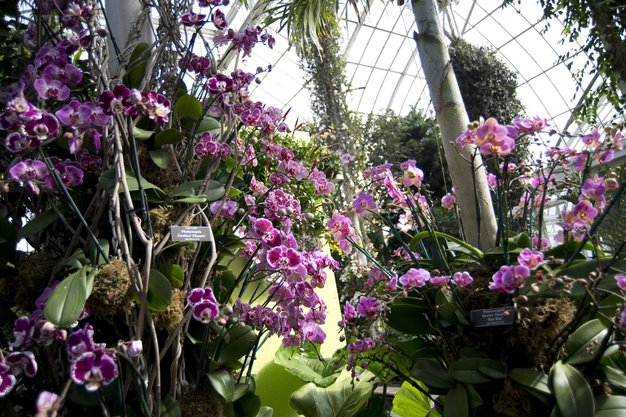 The Orchid Show Museums in New York Kids