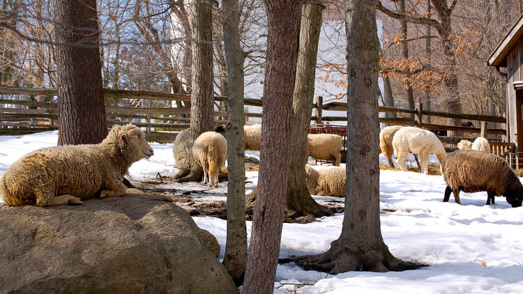 Stamford Museum & Nature Center