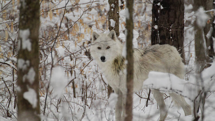 Lakota Wolf Preserve