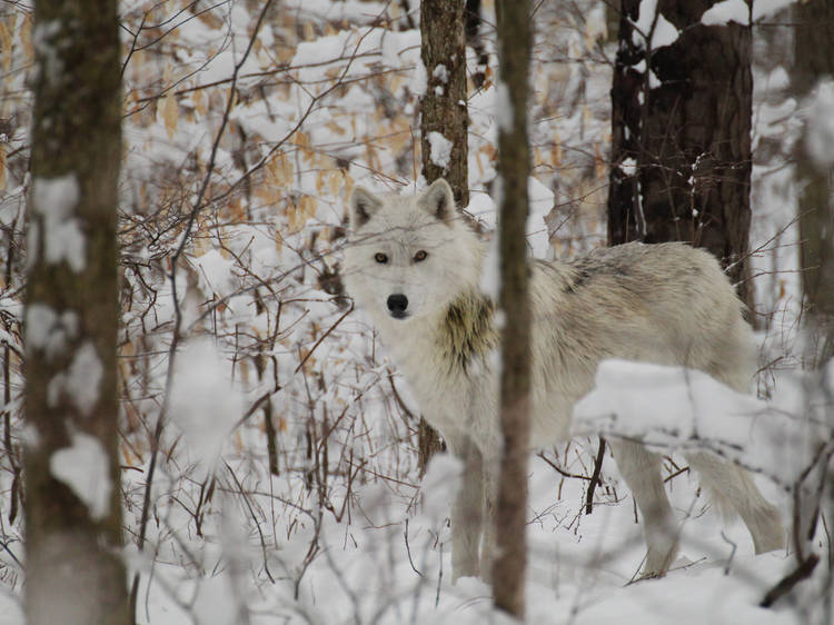 Lakota Wolf Preserve