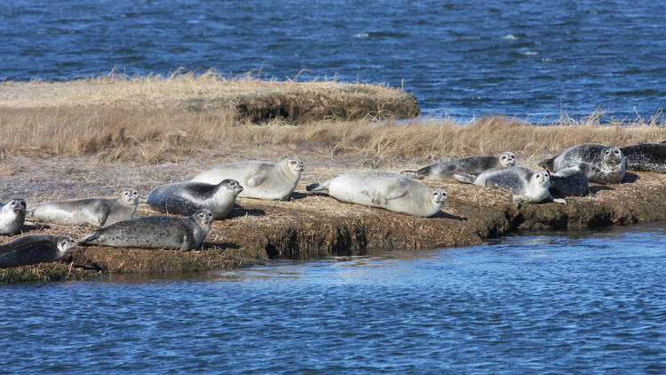 Riverhead Foundation seal cruise