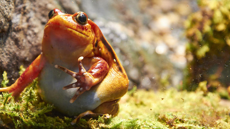 "Frogs: A Chorus of Colors"