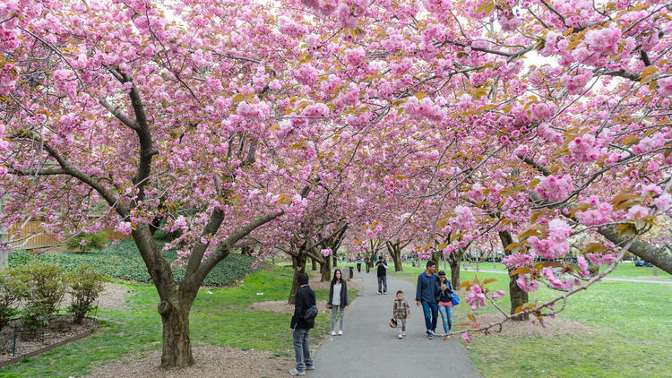 See the cherry blossoms