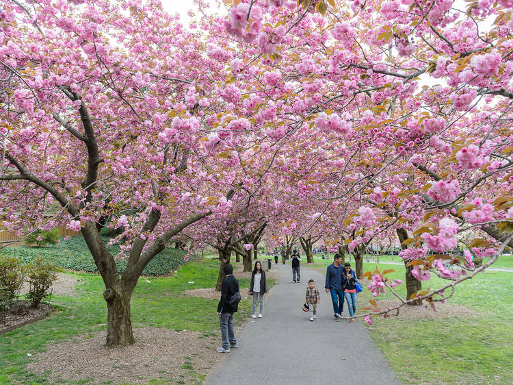 See the cherry blossoms