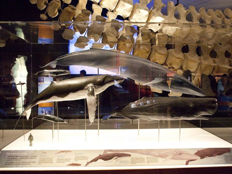 Whale show opens at AMNH (2013)