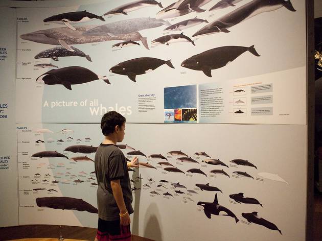 900.twny.whalesgiantsofthedeep41.jpg 900.twny.whalesgiantsofthedeep41.jpg