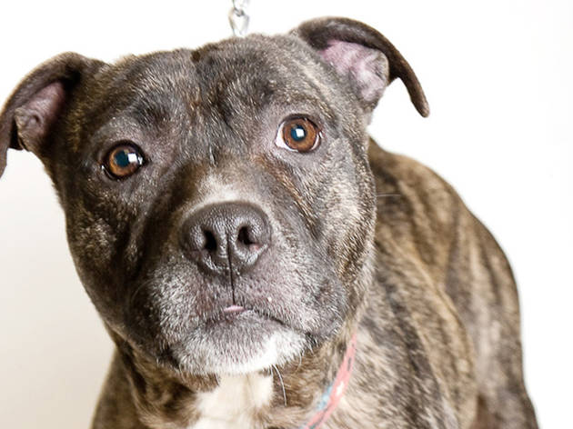 barcshelter.jpg BARC Shelter & BQE Pet Supply