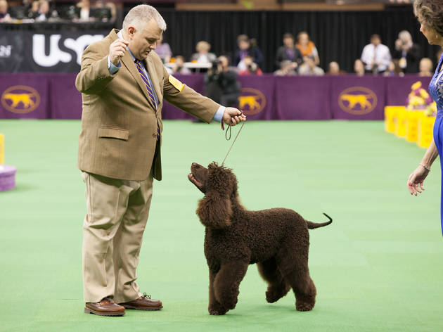 894.twny.westminsterdogshow034.jpg 894.twny.westminsterdogshow034.jpg