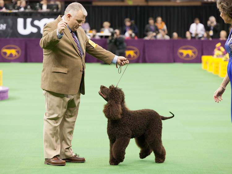 Westminster Kennel Club Dog Show