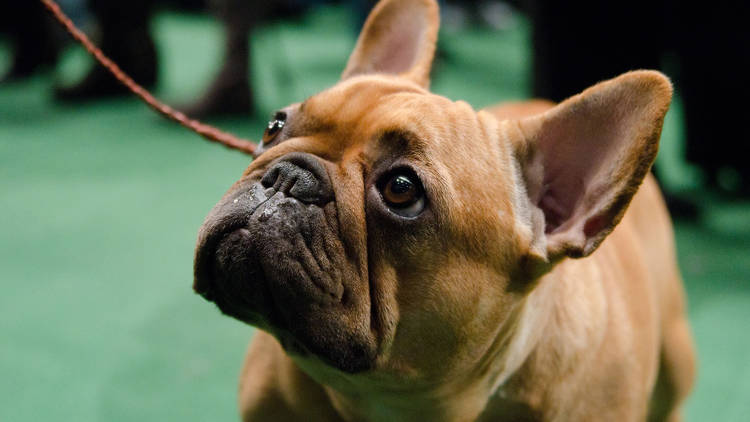 Westminster Kennel Club Dog Show