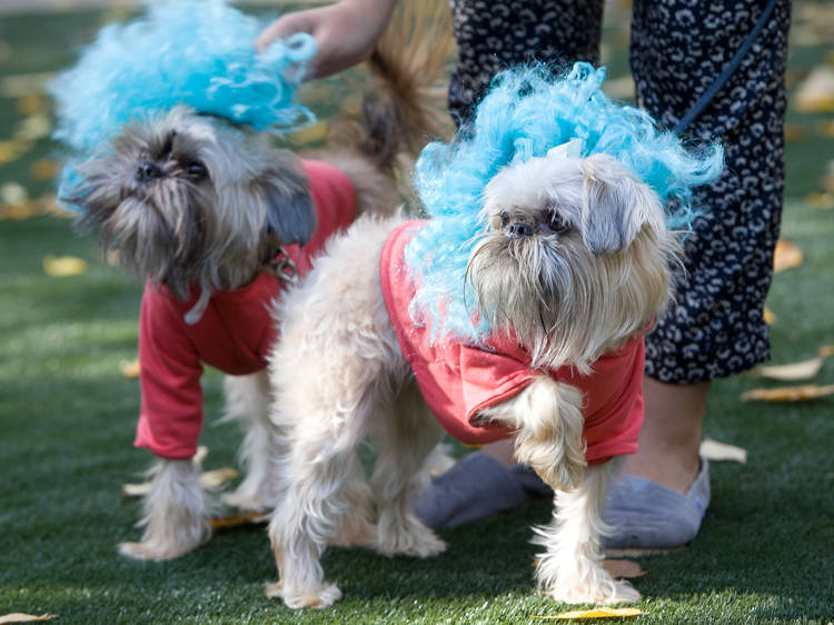 Tompkins Square Halloween Dog Parade