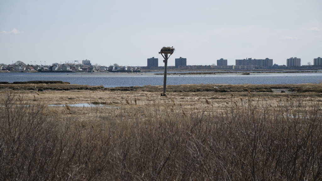 Jamaica Bay: A Vital Ecosystem In The Heart Of New York City - World ...