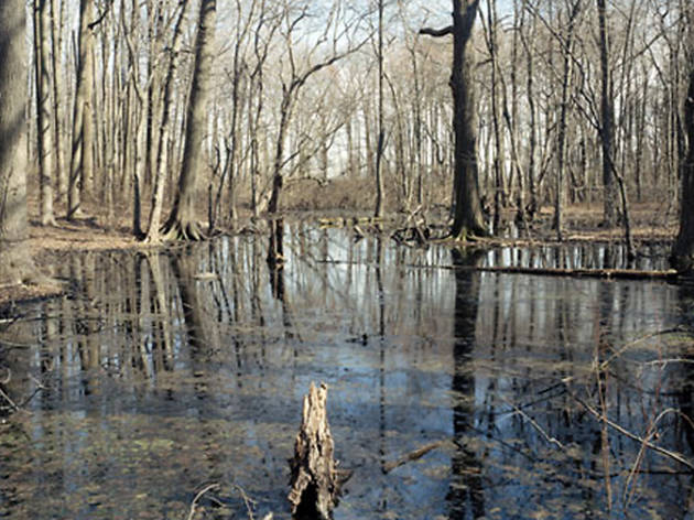 wolfe's-pond-park,-swamp-no.jpg wolfe's-pond-park,-swamp-no.jpg