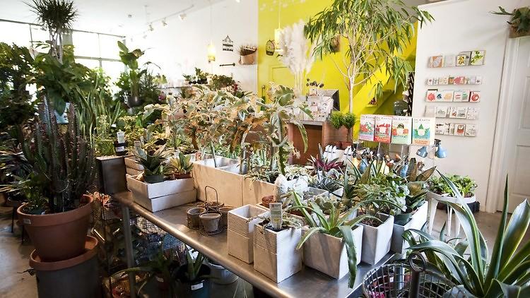 Sprout Home: Shop Plants, Floral & Decor