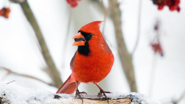 Jerry Acton, courtesy Audubon Society